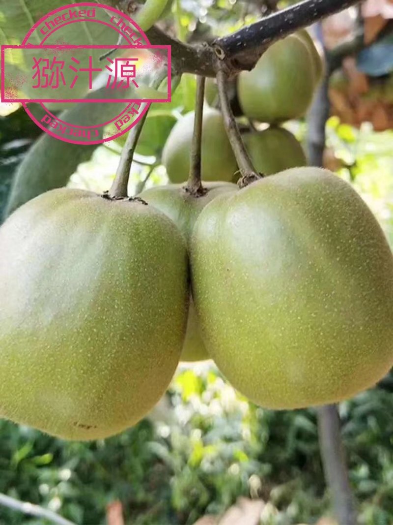 开始采摘了，各位老板可以入手了。