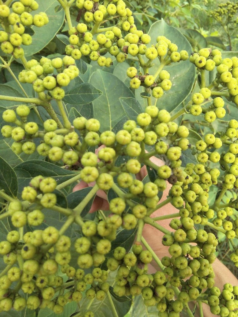 江西中花吴茱萸(干货)基地直销，原产地干货.质量保证