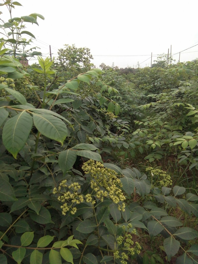 江西中花吴茱萸(干货)基地直销，原产地干货.质量保证