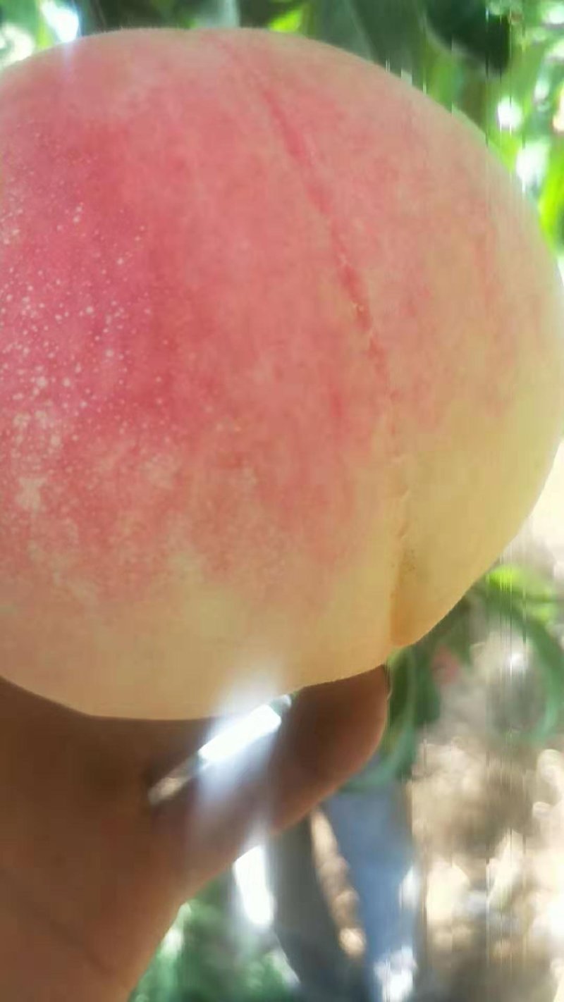 二十一世纪毛桃8月中旬上市口感脆甜产地直供