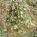 当归种子