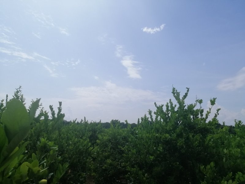 香水柠檬5斤起包邮，果园直供，全国包邮，每天现摘现发