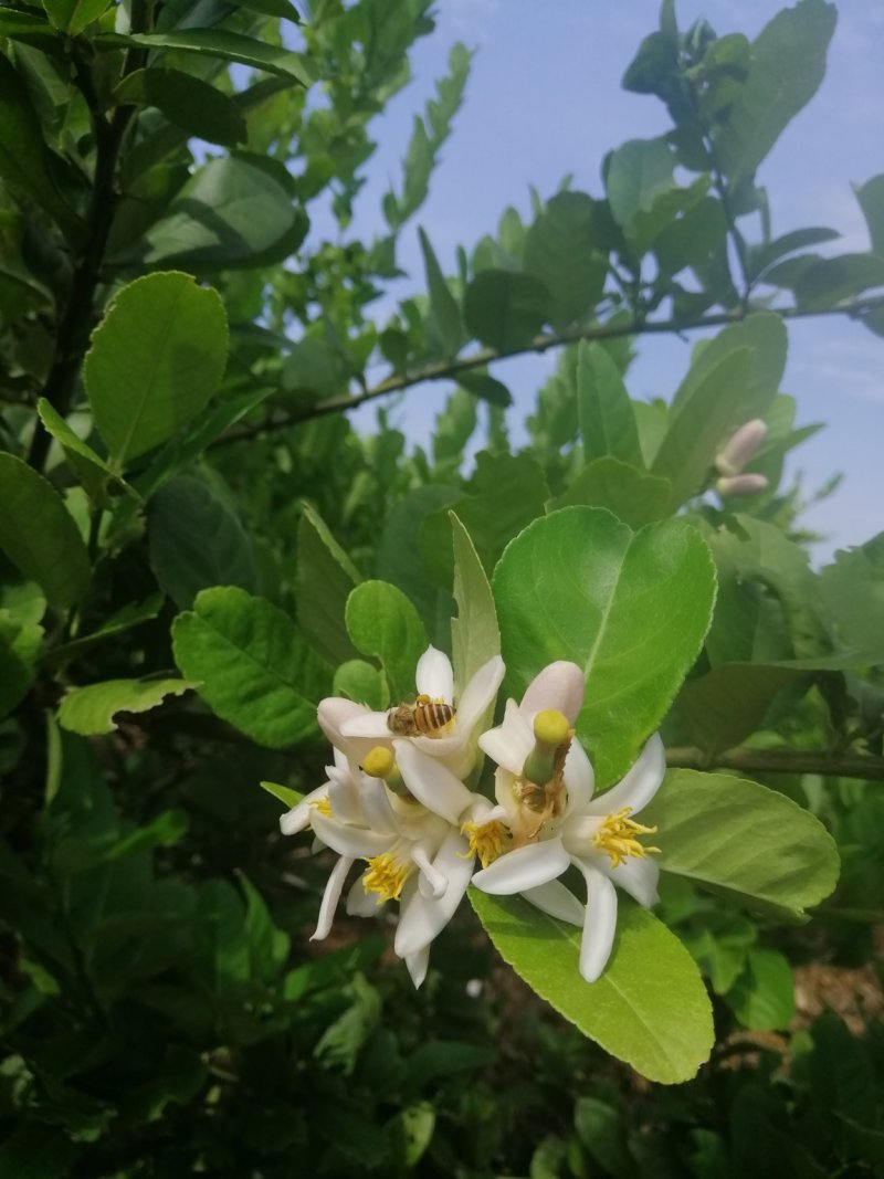 香水柠檬5斤起包邮，果园直供，全国包邮，每天现摘现发