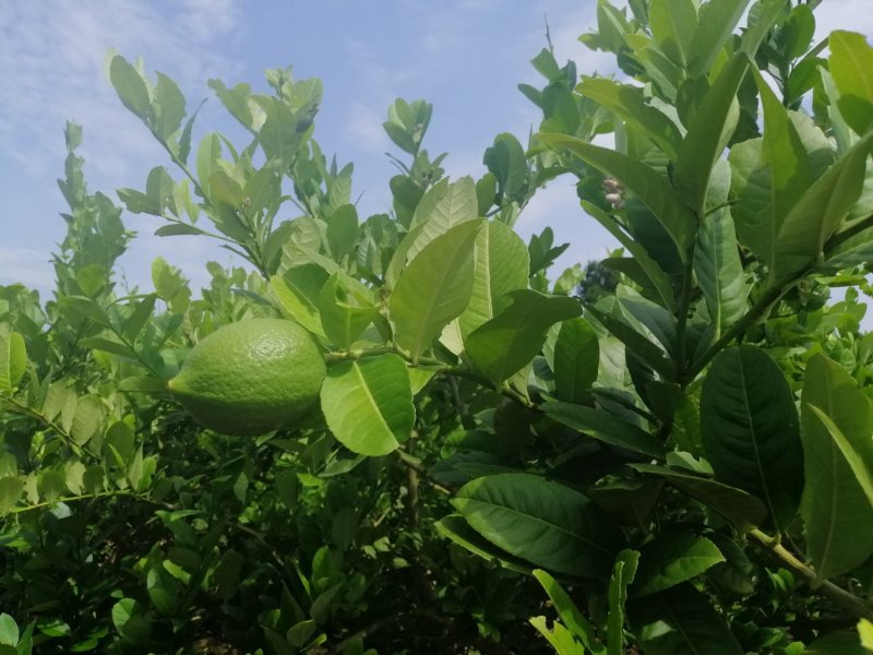 香水柠檬5斤起包邮，果园直供，全国包邮，每天现摘现发