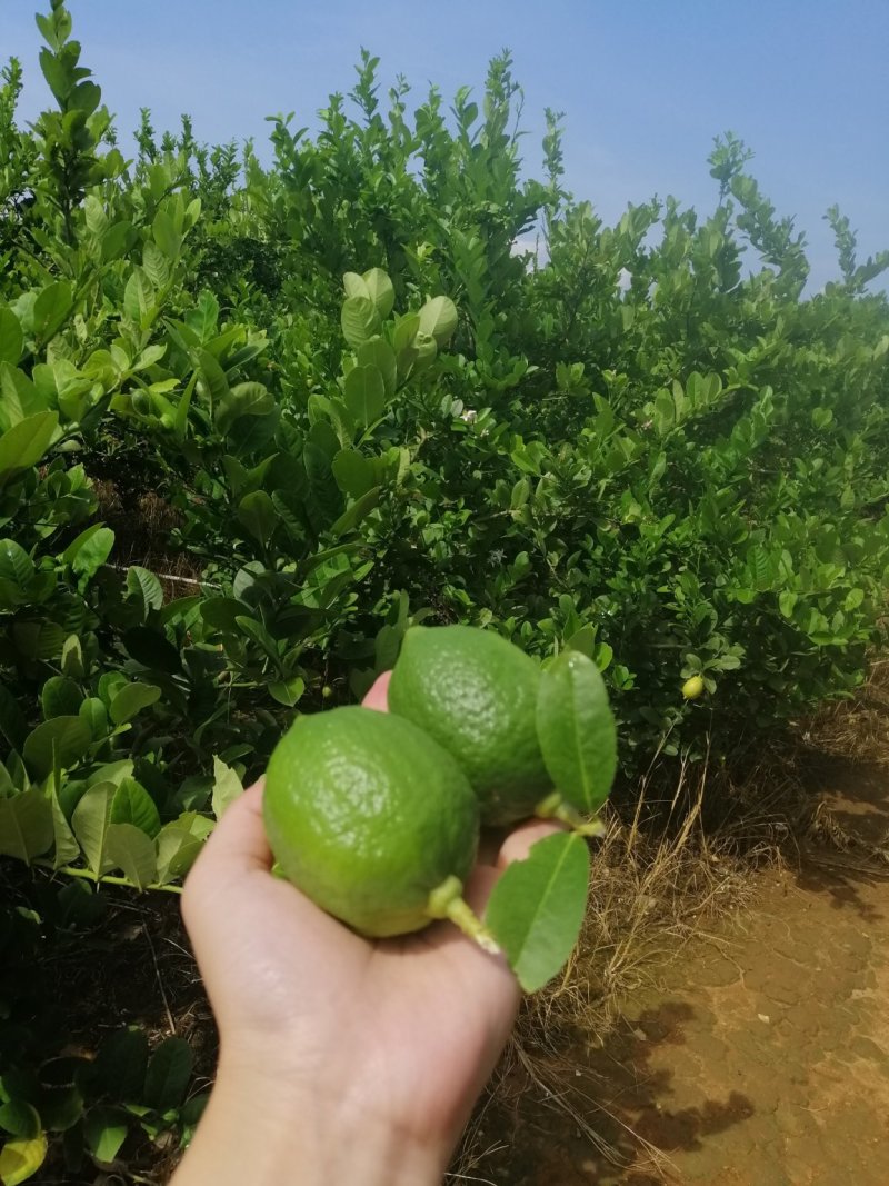 香水柠檬5斤起包邮，果园直供，全国包邮，每天现摘现发