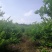 香水柠檬5斤起包邮，果园直供，全国包邮，每天现摘现发