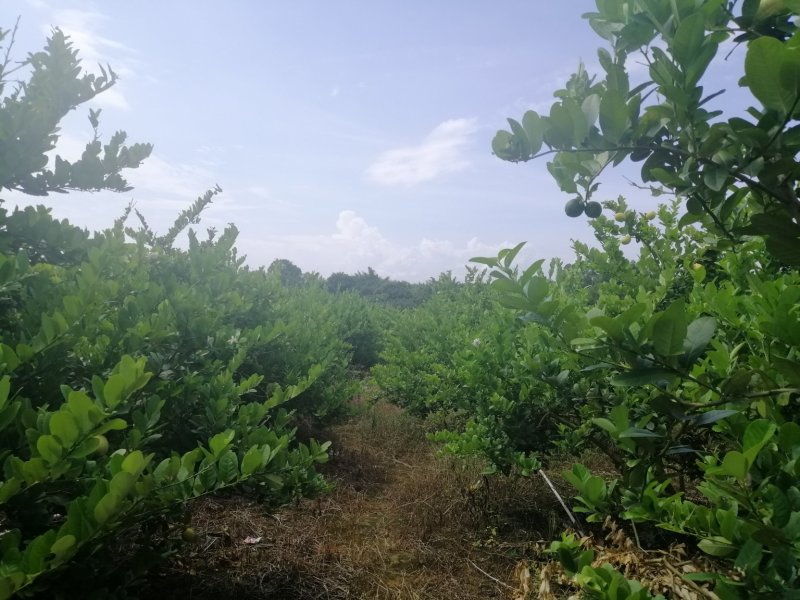 香水柠檬5斤起包邮，果园直供，全国包邮，每天现摘现发