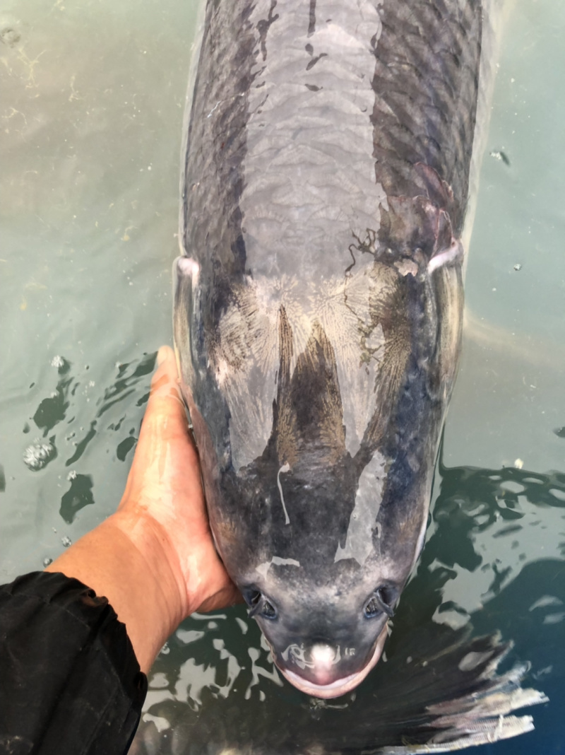 大青鱼