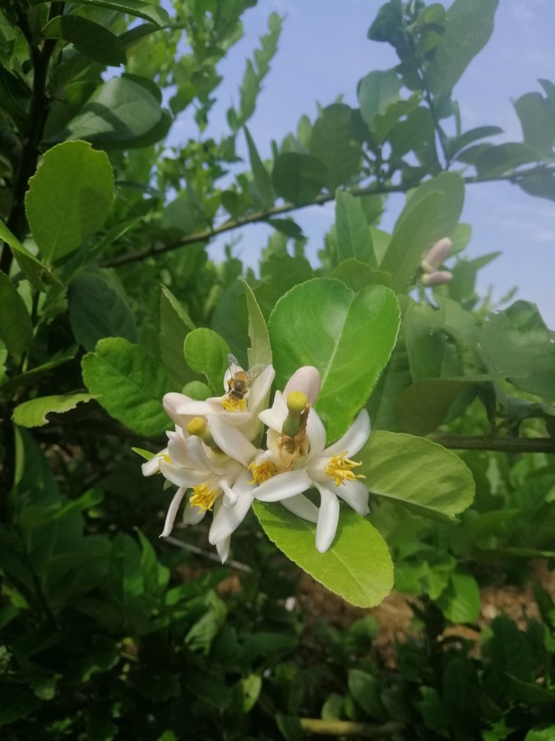 【一件代发】香水柠檬无籽，广东香水柠檬顺包邮全国产地对接