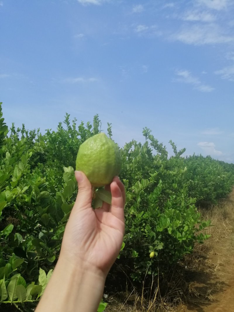 【一件代发】香水柠檬无籽，广东香水柠檬顺包邮全国产地对接