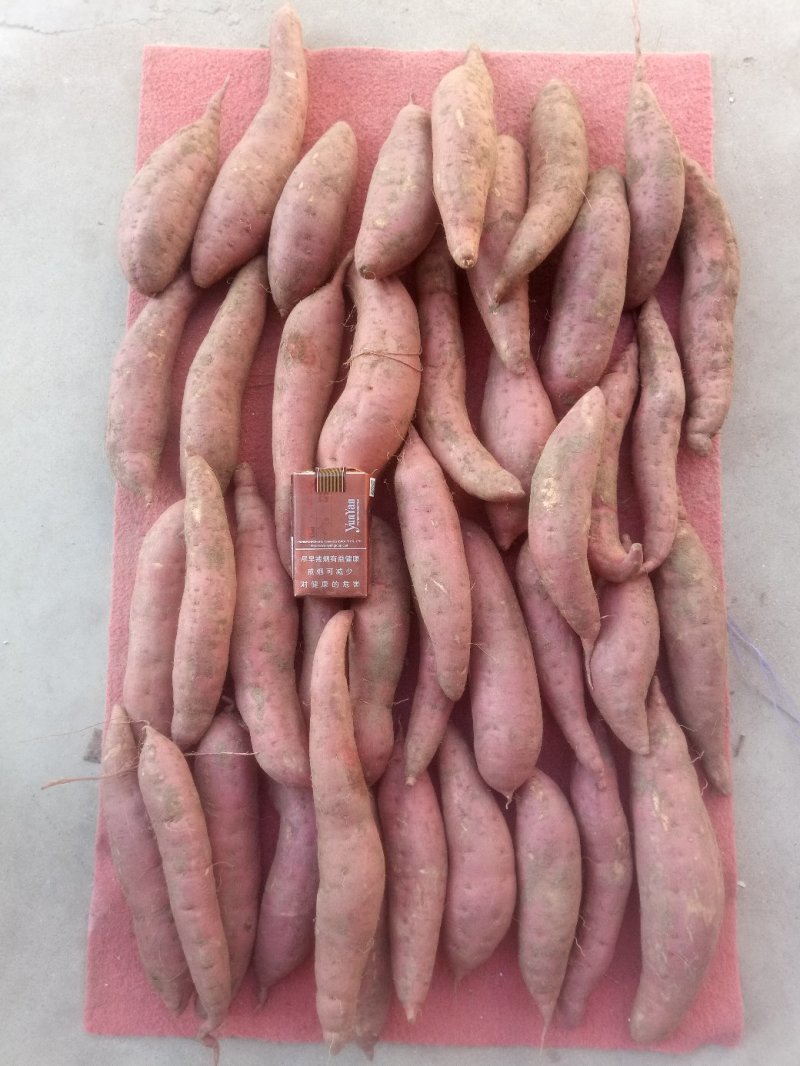 西瓜红商品薯富硒糯面甜