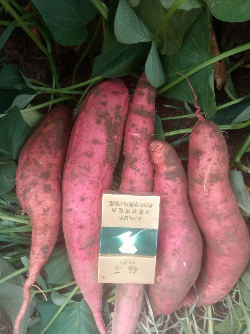 西瓜红商品薯富硒糯面甜
