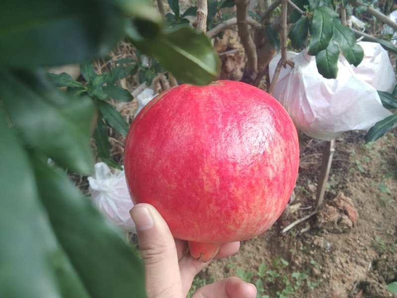 突尼斯软籽石榴