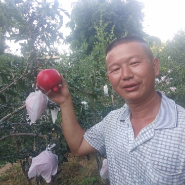 突尼斯软籽石榴