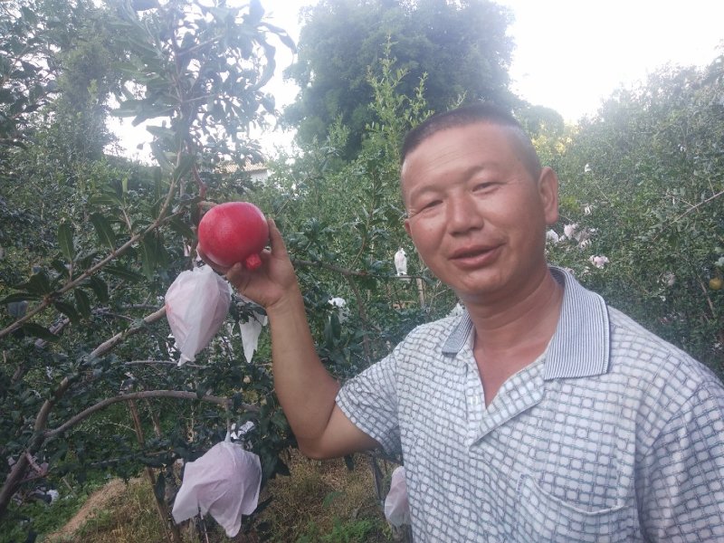 突尼斯软籽石榴