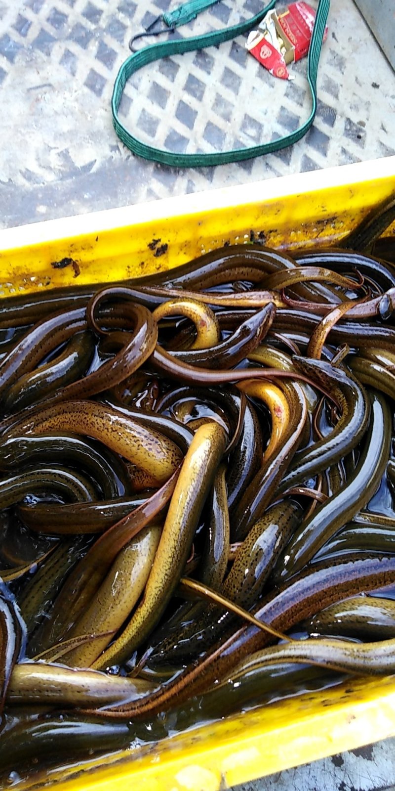 苏北纯ye生黄鳝，大量供应江浙沪地区，诚信经营，以质取胜