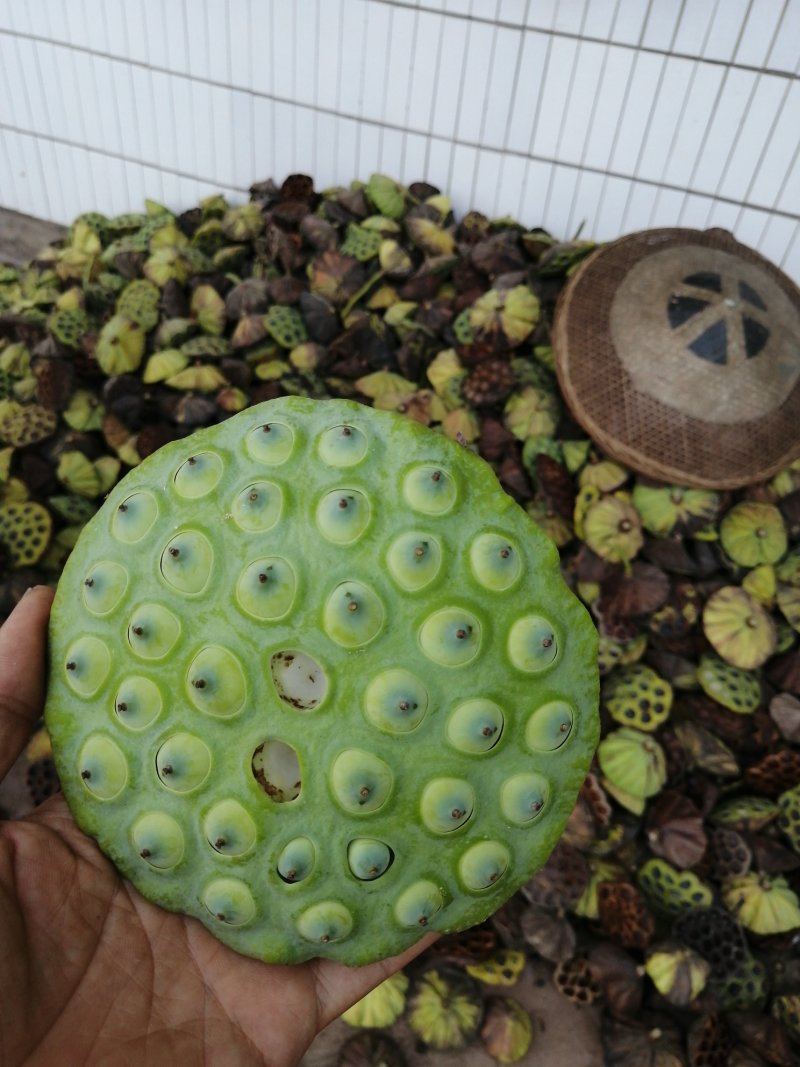 老莲蓬精选统货大量供应欢迎预订