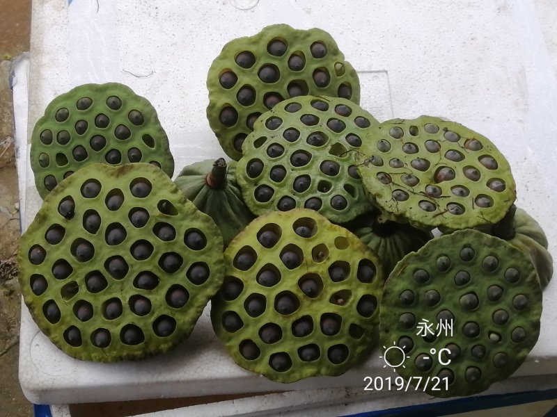 麻莲仔或九成熟老莲子