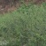 青花椒