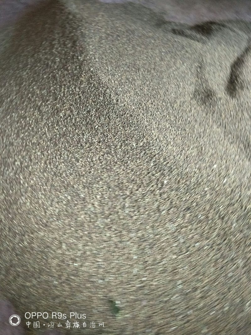 青花椒