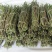 铁皮石斛鲜条榨汁煲汤营养滋补新现采石斛鲜条包邮