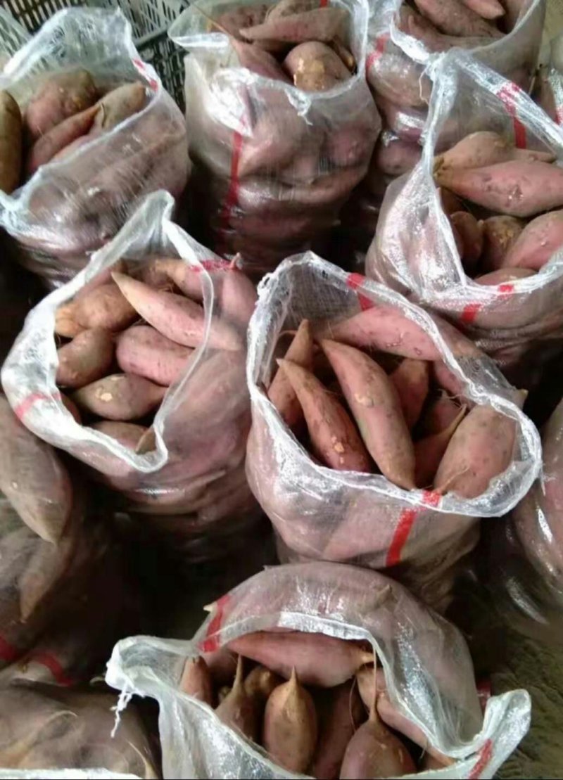 开封精品沙地西瓜红，纯一手货源，量大从优，欢迎前来洽谈