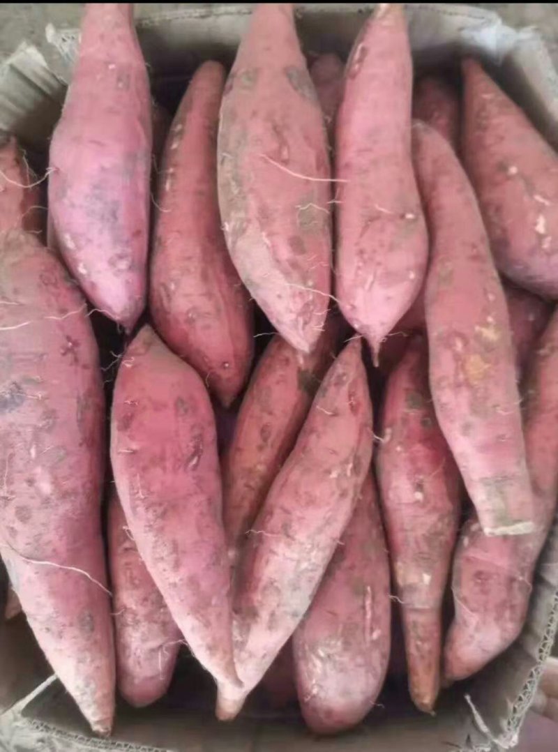 开封精品沙地西瓜红，纯一手货源，量大从优，欢迎前来洽谈