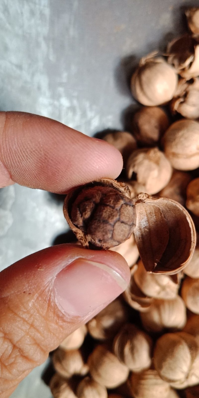 豆蔻紫豆蔻饱满包邮调料各种规格中药材批发