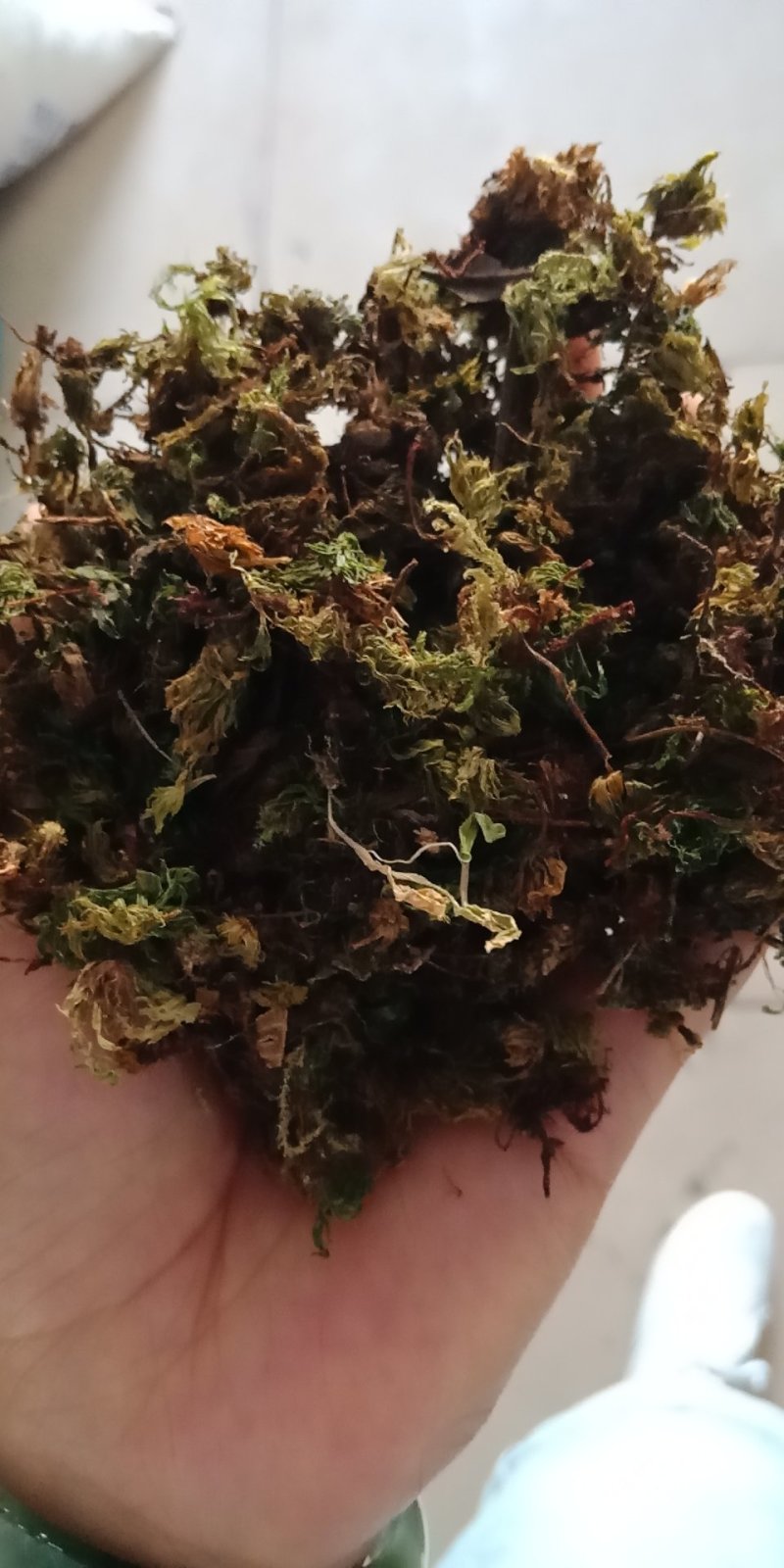 冷背中药材回心草回芯草云南各种规格批发零售各种规格中药材