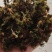 冷背中药材回心草回芯草云南各种规格批发零售各种规格中药材