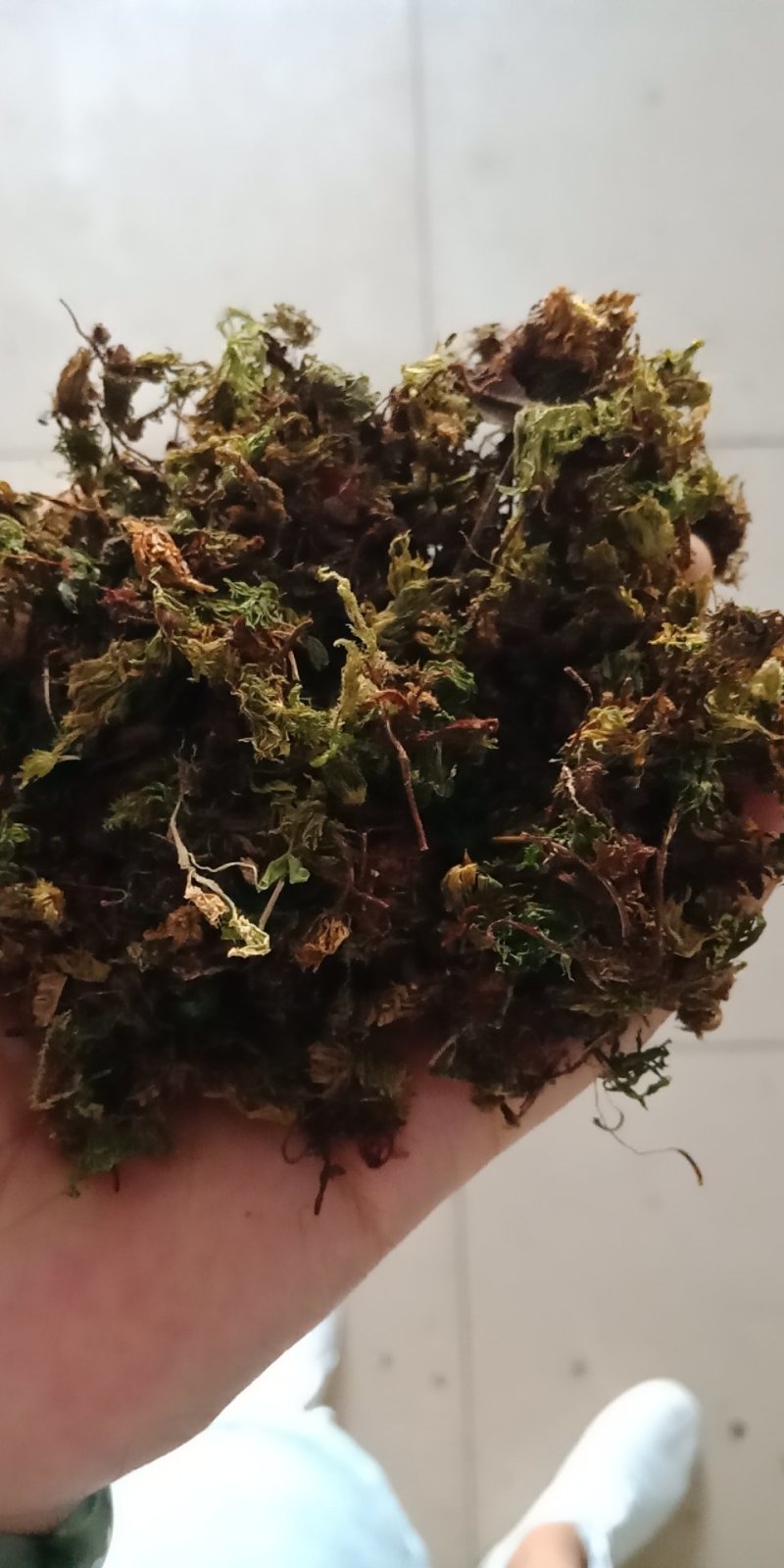 冷背中药材回心草回芯草云南各种规格批发零售各种规格中药材