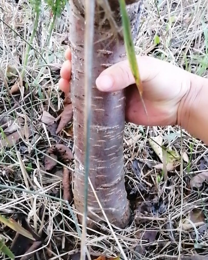 6年美早大樱桃苗木适合大棚用户有需要的联系我