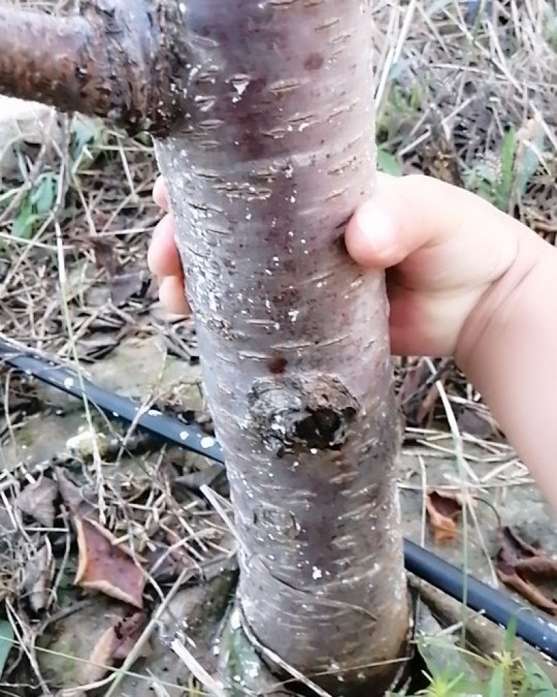 6年美早大樱桃苗木适合大棚用户有需要的联系我