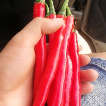 鲜红辣椒