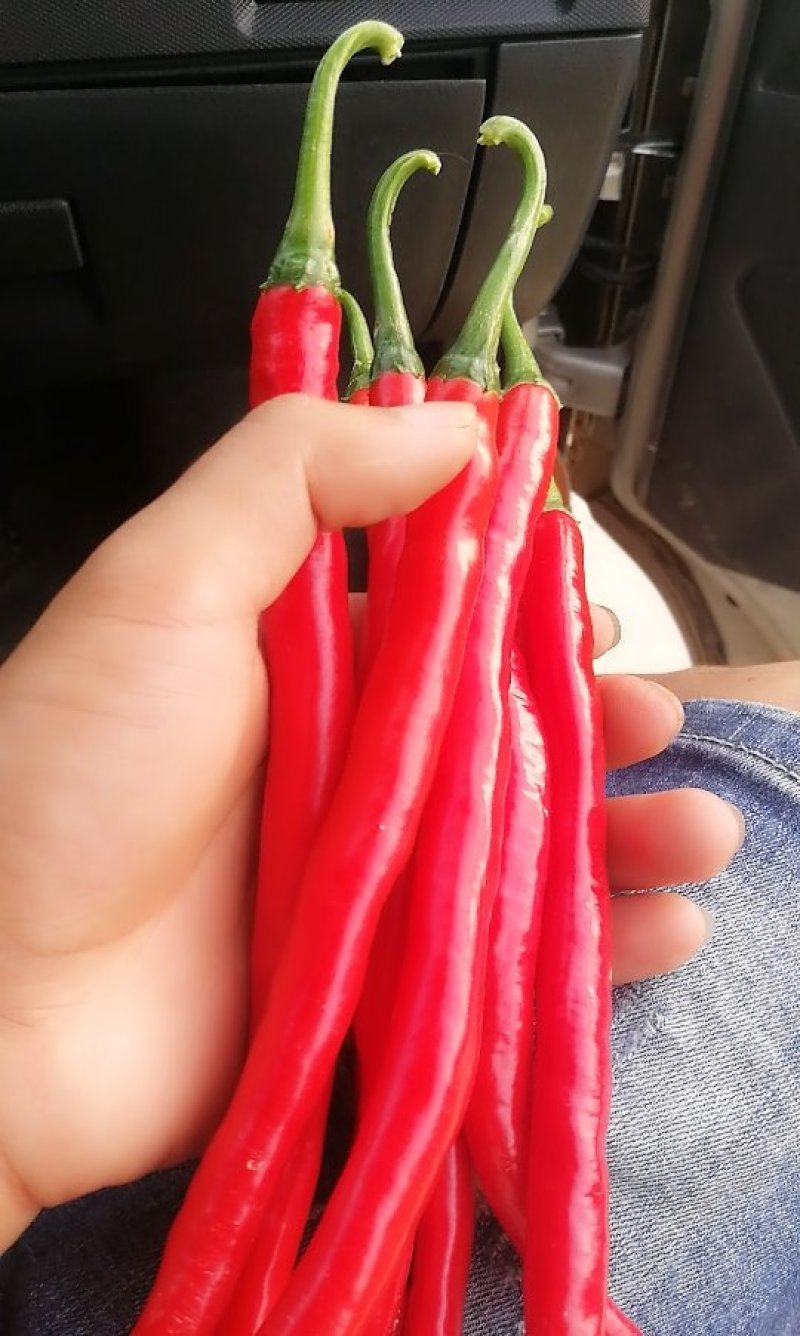 鲜红辣椒