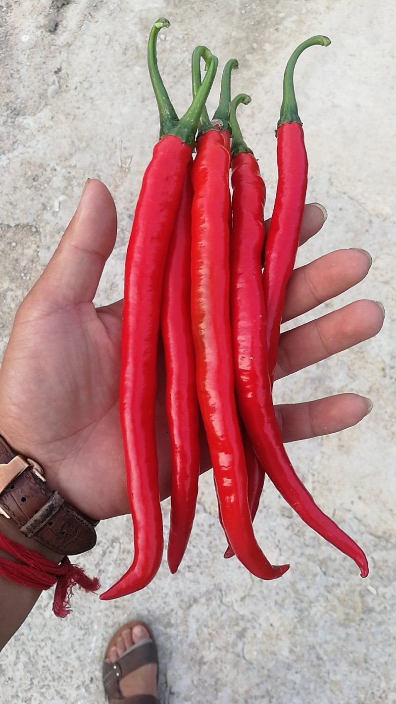 鲜红辣椒
