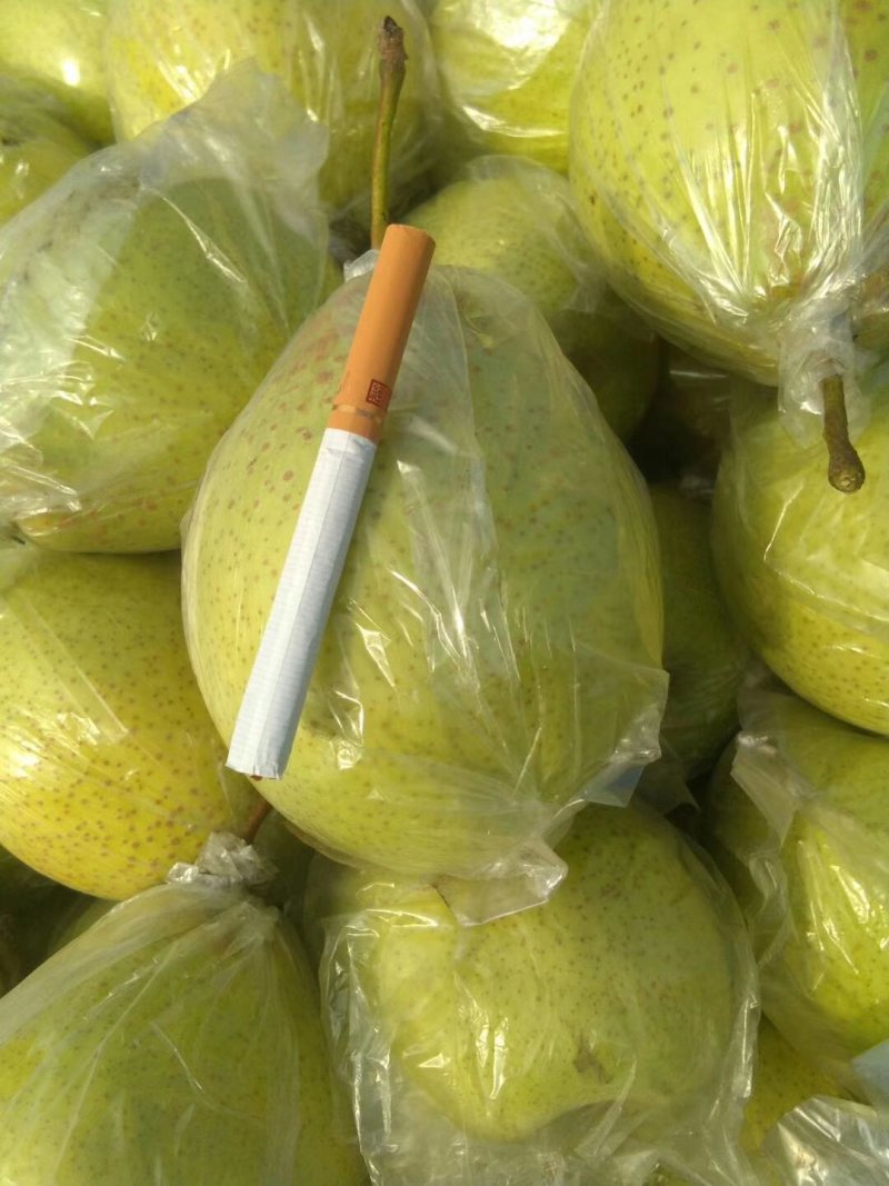泊头鸭梨，皮薄汁多，万亩果园已大量上市，可对接各大电商平