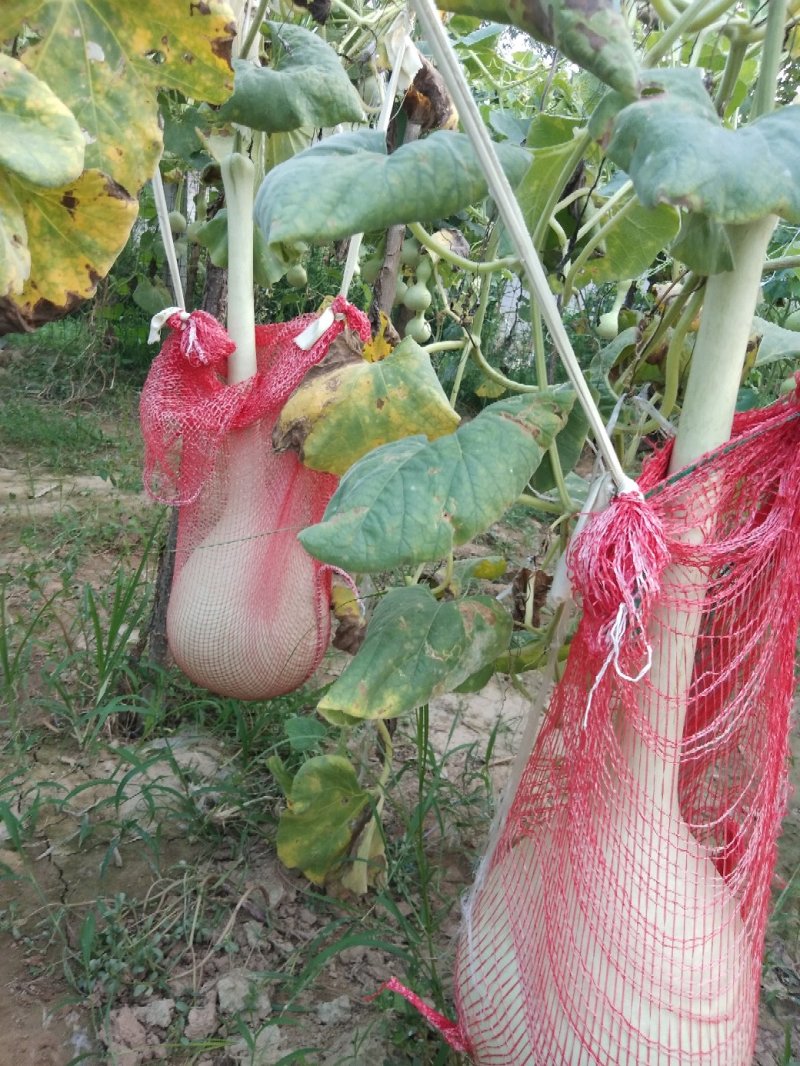 油锤葫芦，大油锤，镇宅辟邪。