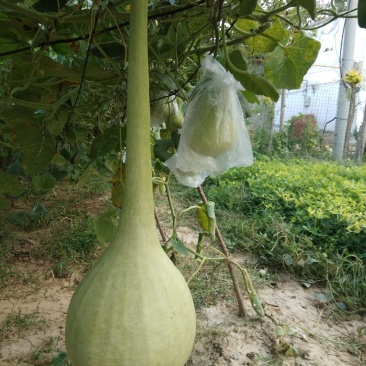 油锤葫芦，大油锤，镇宅辟邪。