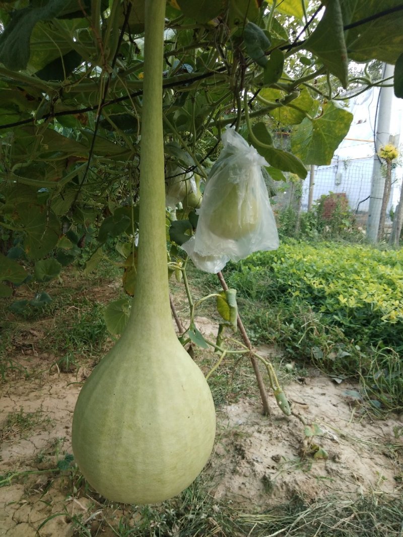 油锤葫芦，大油锤，镇宅辟邪。