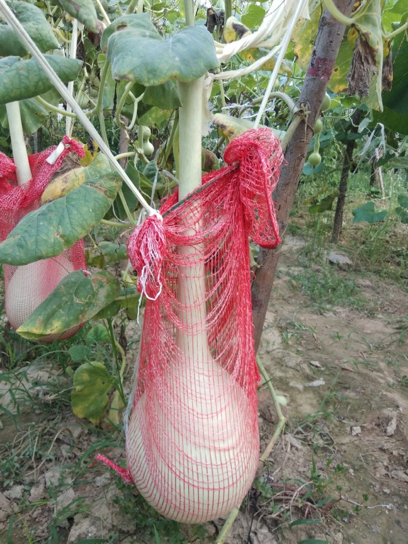 油锤葫芦，大油锤，镇宅辟邪。
