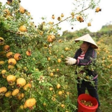 正宗野生刺梨，