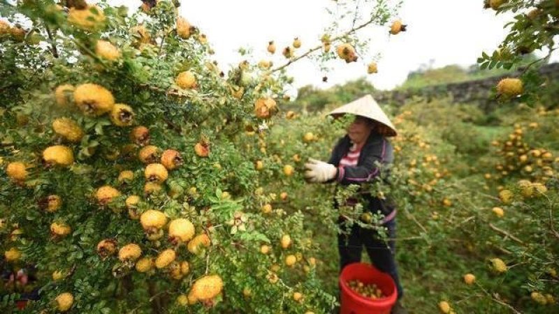 正宗野生刺梨，