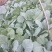 夏阳白菜苗……脆白菜苗