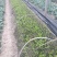 夏阳白菜苗……脆白菜苗