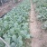 夏阳白菜苗……脆白菜苗