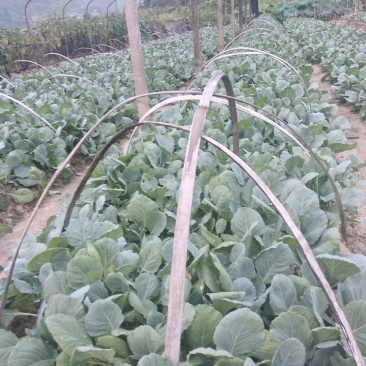 夏阳白菜苗……脆白菜苗