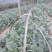 夏阳白菜苗……脆白菜苗