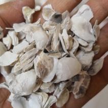 药用牡蛎万年牡蛎河北散装干货各种矿石类中药材