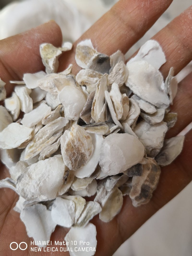 药用牡蛎万年牡蛎河北散装干货各种矿石类中药材